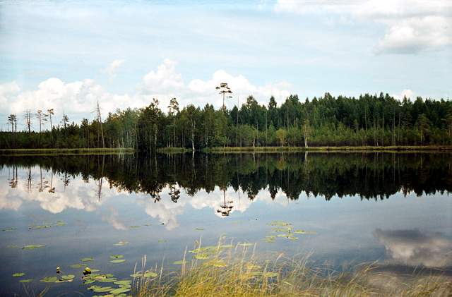 Природа Заволжья